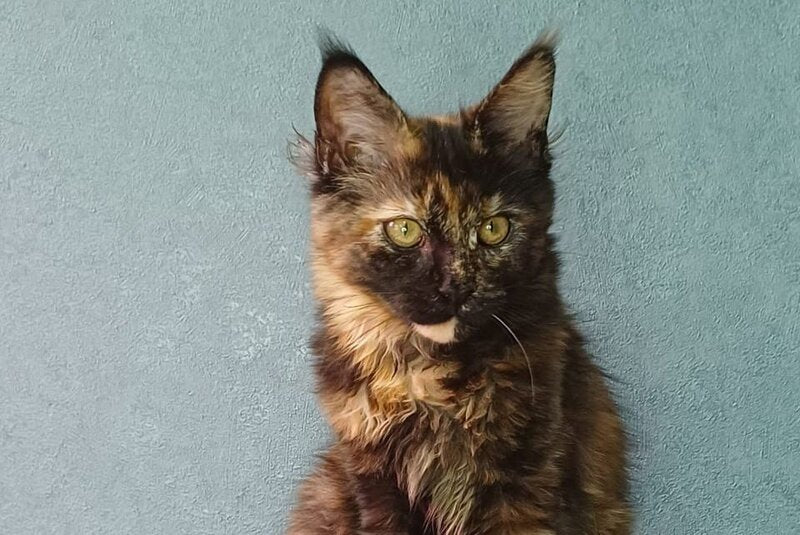 Maserati Maine Coon female, black tortie