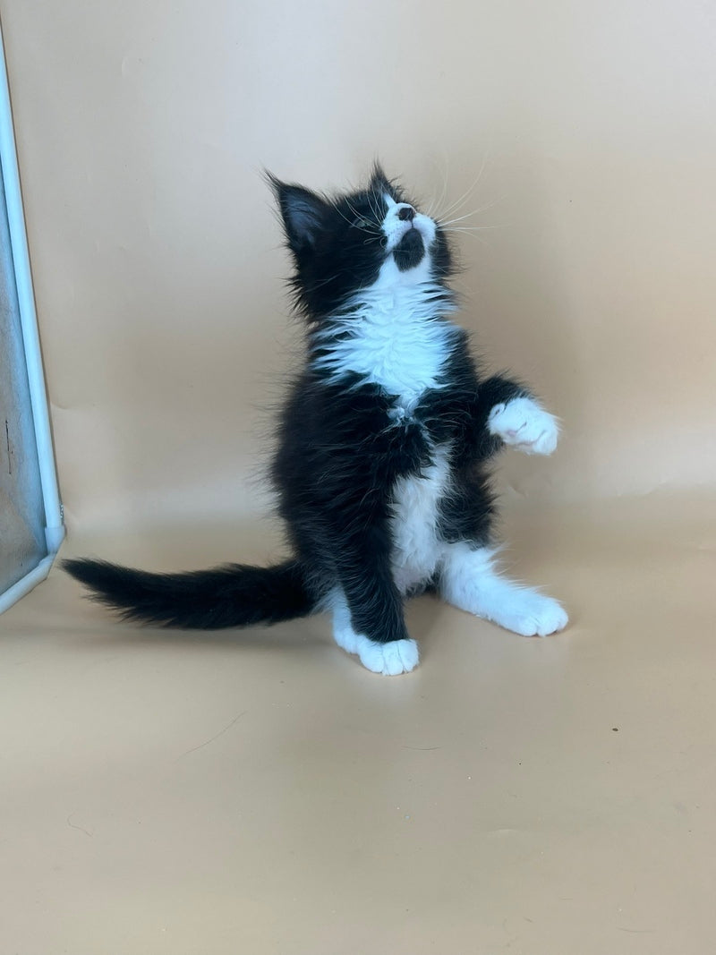 Bred Maine Coon male, black bicolour