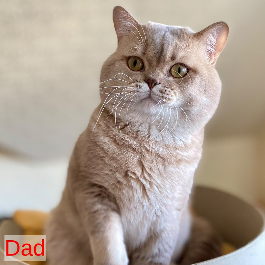 Xavier British Shorthair male, lilac