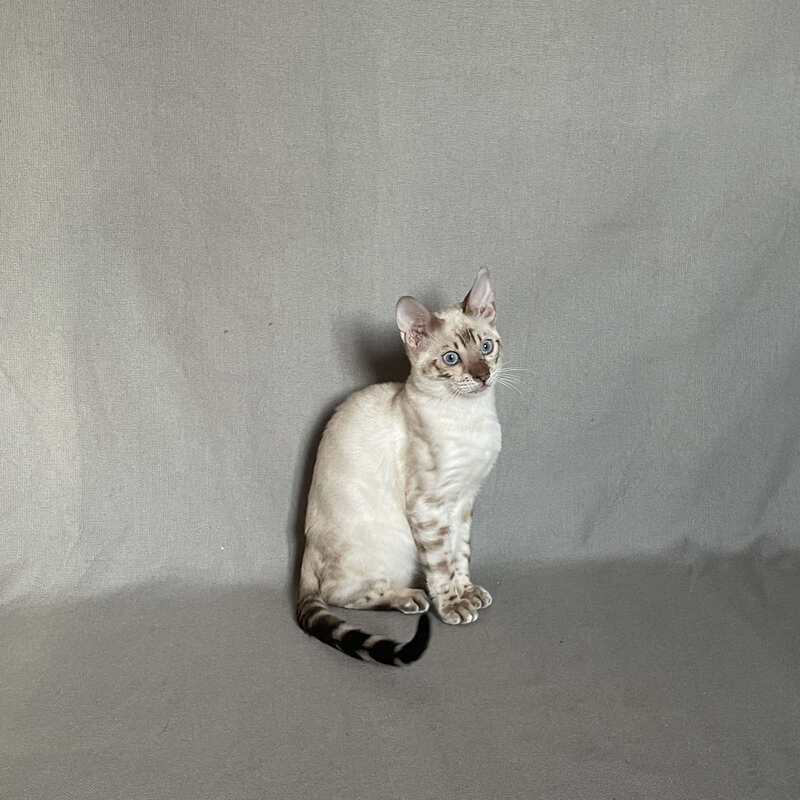 Jinx Bengal male, black spotted tabby pointed