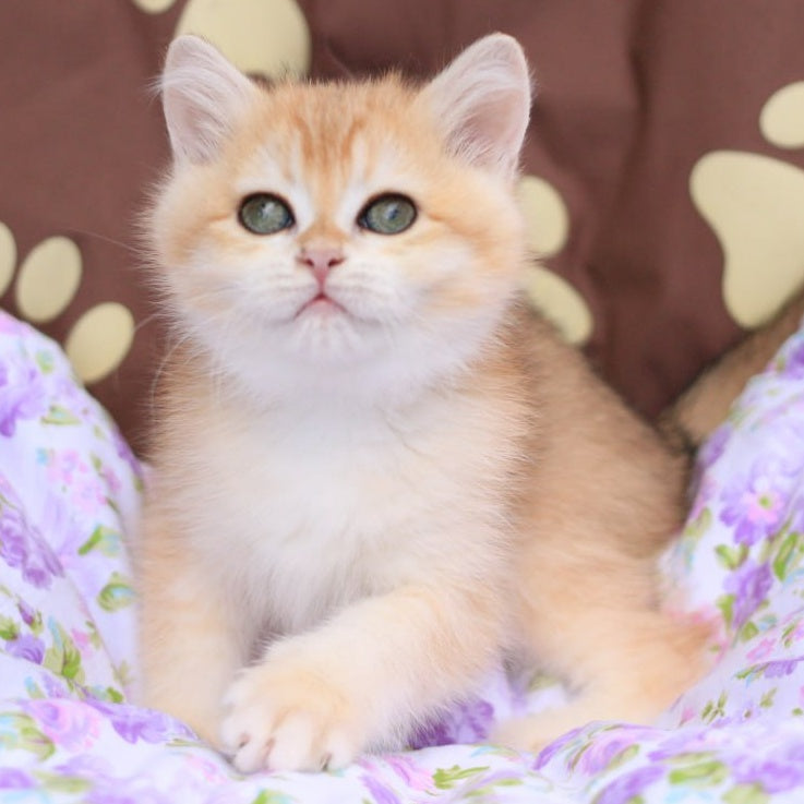 Ruby British Shorthair female, black golden chinchilla