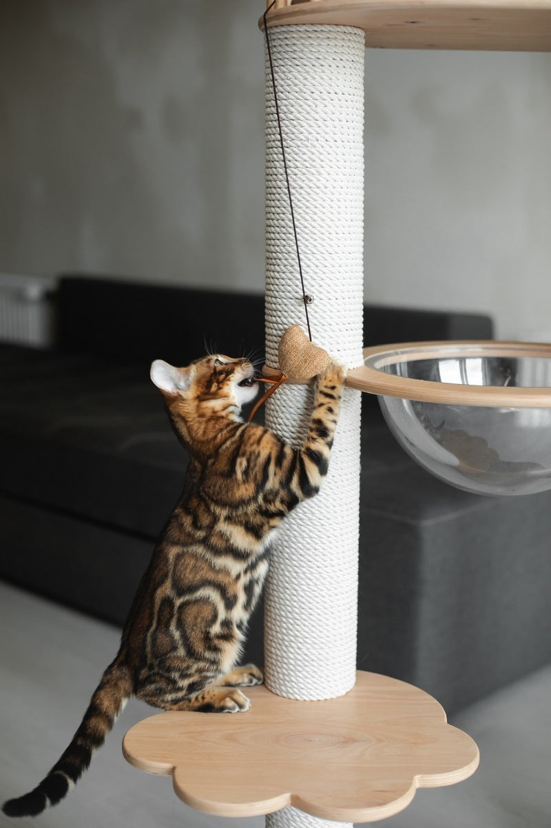 Jaime Bengal male black spotted tabby - live animals