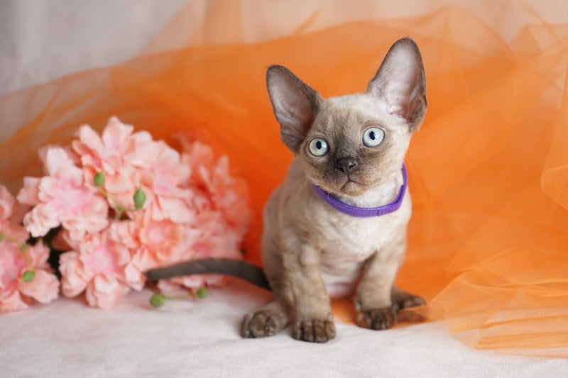 Nona Devon Rex female chocolate pointed - live animals
