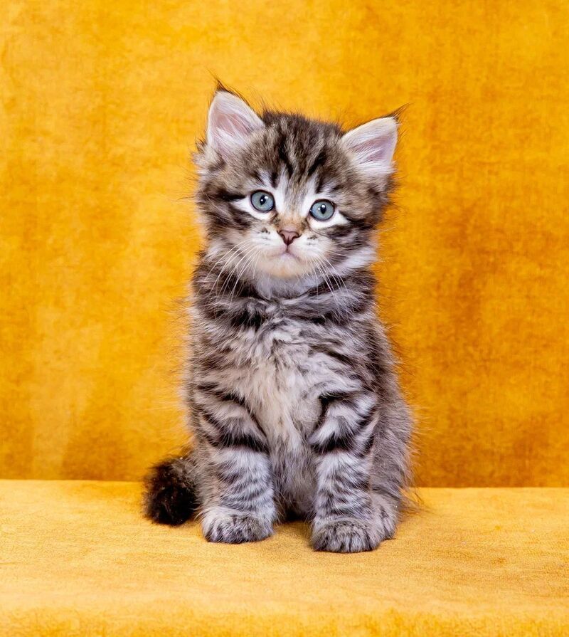 Dastin Siberian male, black spotted tabby