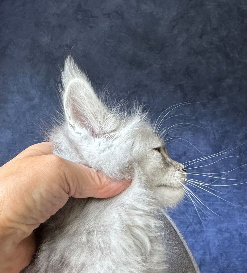 Ingold Maine Coon male, black silver spotted tabby