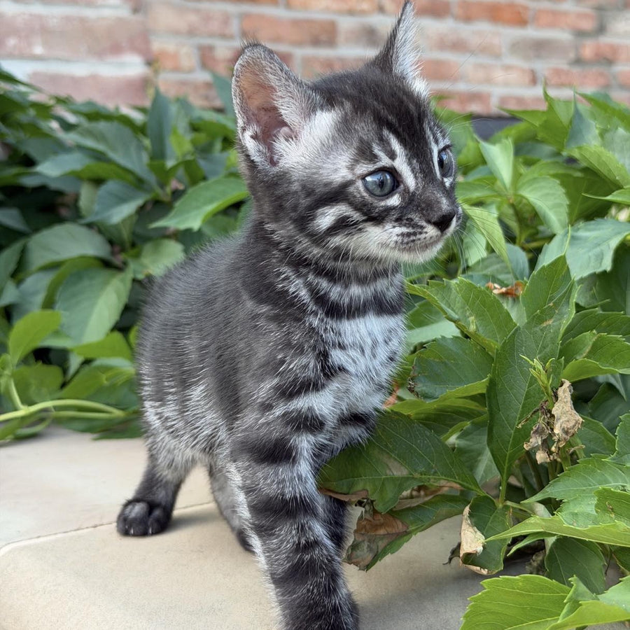 Chopard Bengal male, black silver spotted tabby