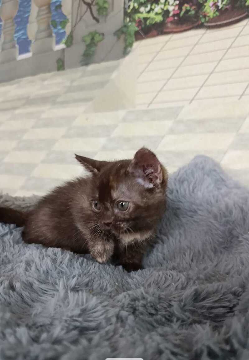 Ruby Dol Burmese female lilac tortie - live animals