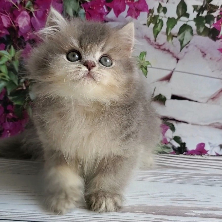 Cherry British Longhair female, blue golden ticked tabby