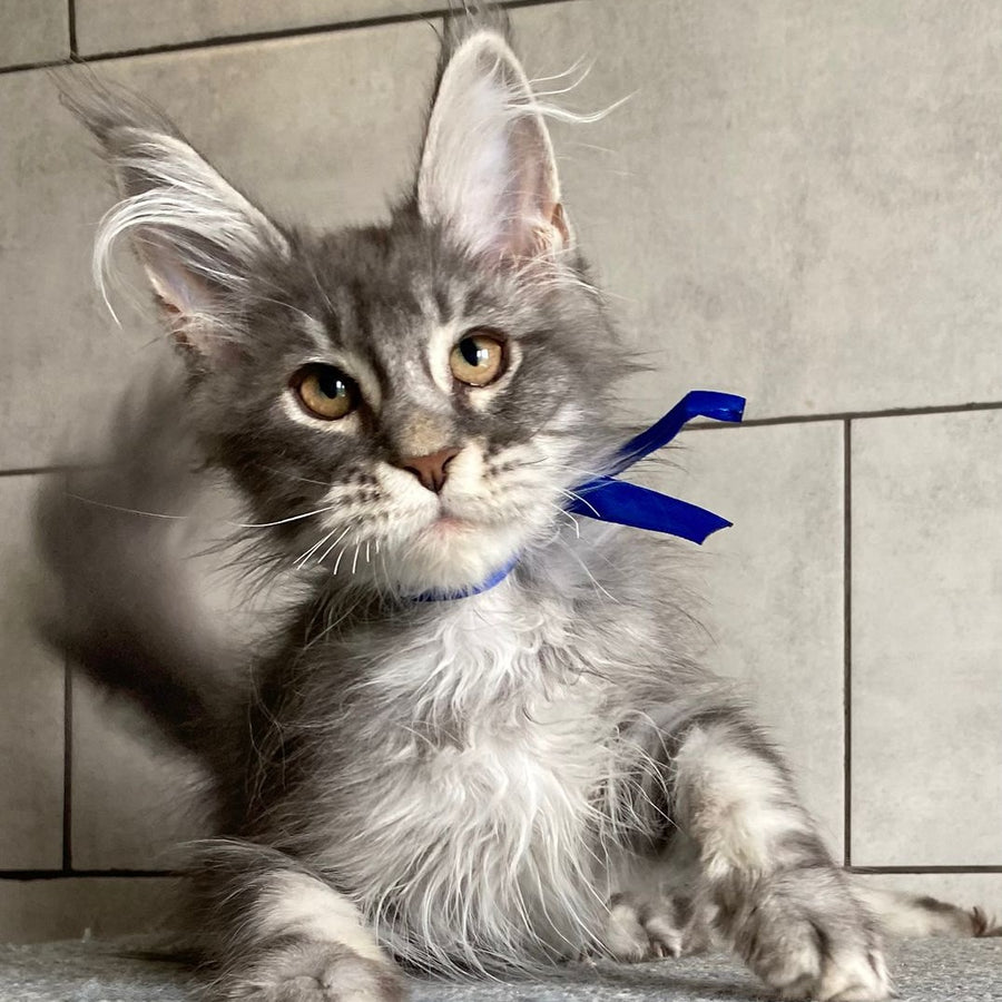 Ussuriysk Maine Coon male, blue silver tabby