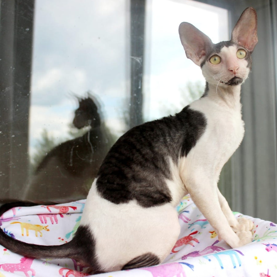 Boreas Cornish Rex male, black bicolour