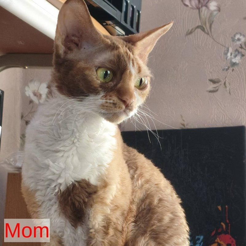 Iriska Devon Rex female, chocolate bicolour pointed