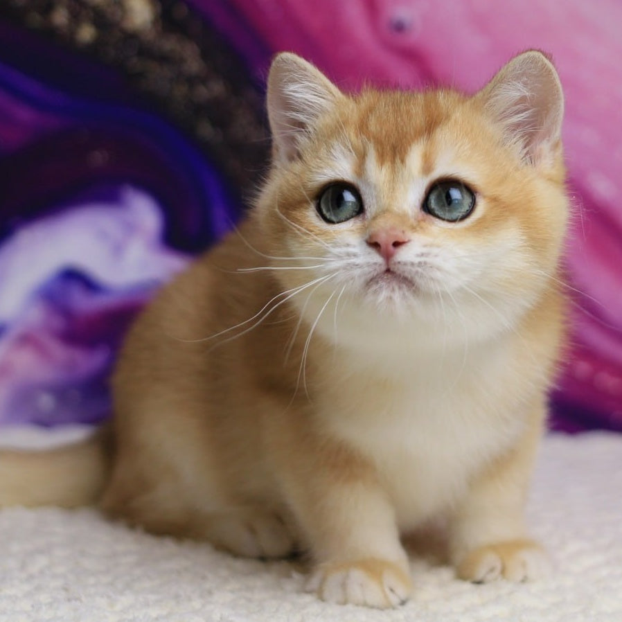 Unicum British Shorthair male, black golden chinchilla