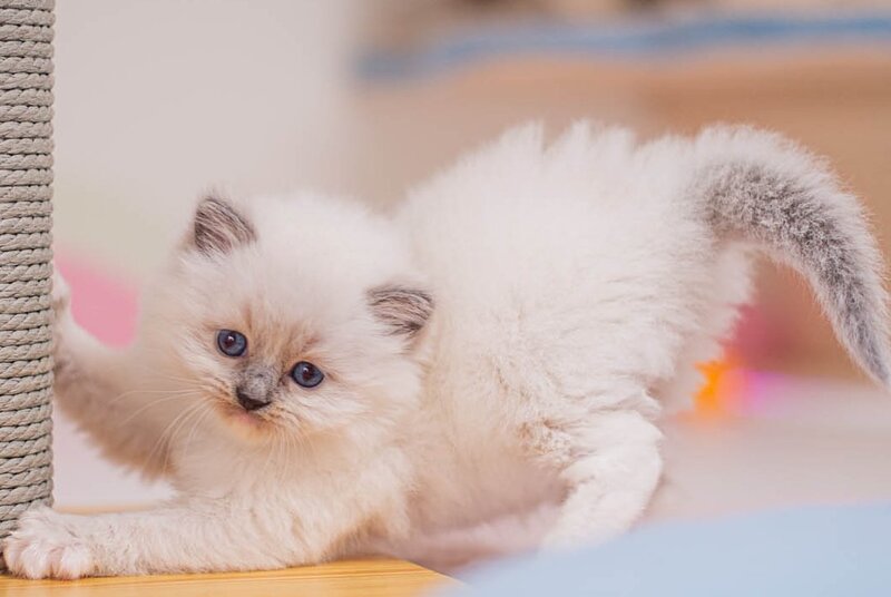 Wendy Ragdoll female, blue mitted