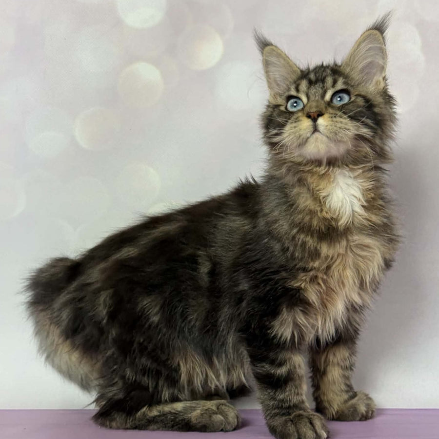 Barby Maine Coon female, black silver tabby with white
