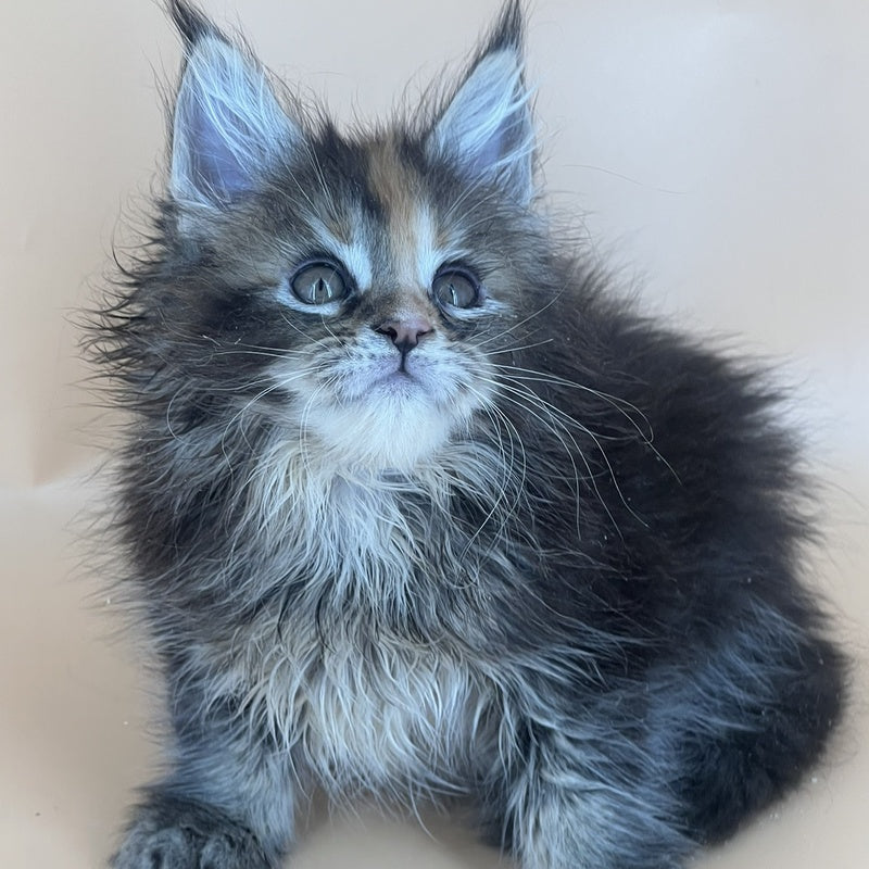 Bella Maine Coon female, black tortie silver