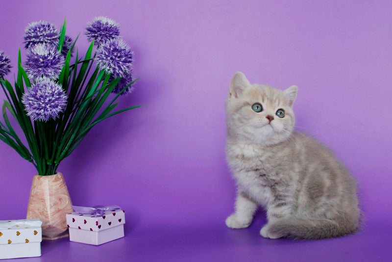 Sapphir British Shorthair male, lilac tabby
