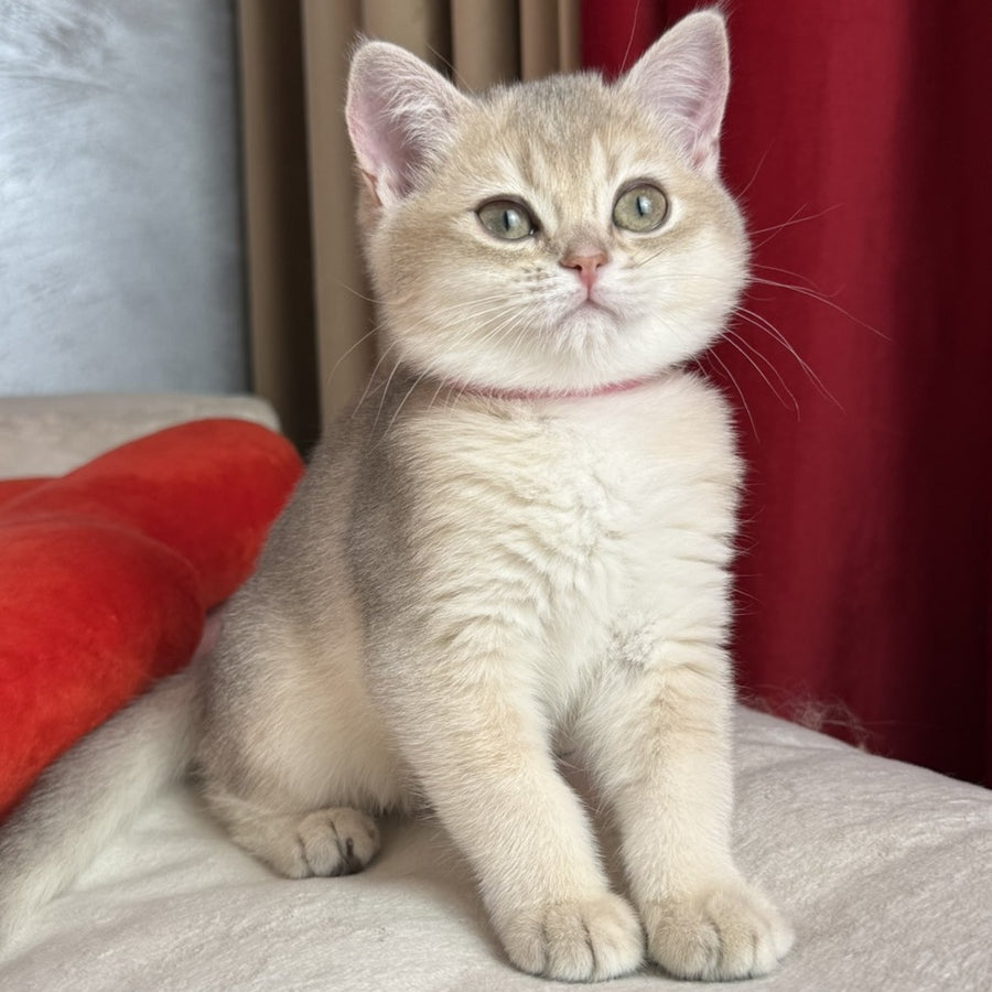 Elpati Scottish Straight female, blue golden shaded
