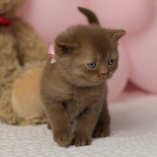 Luna British Shorthair female, cinnamon