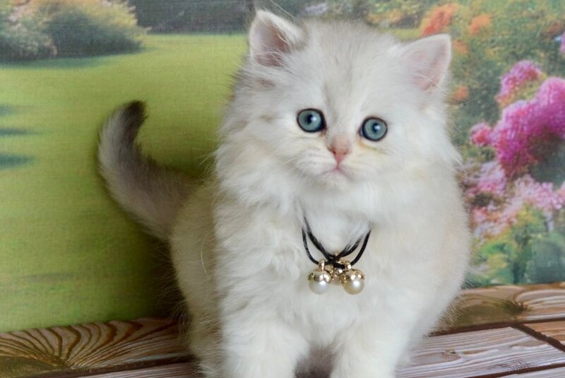 Rina Scottish Straight female black silver shaded - live animals