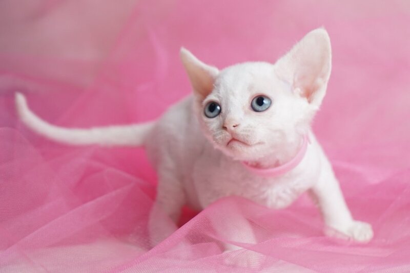 Nika Devon Rex female white - live animals