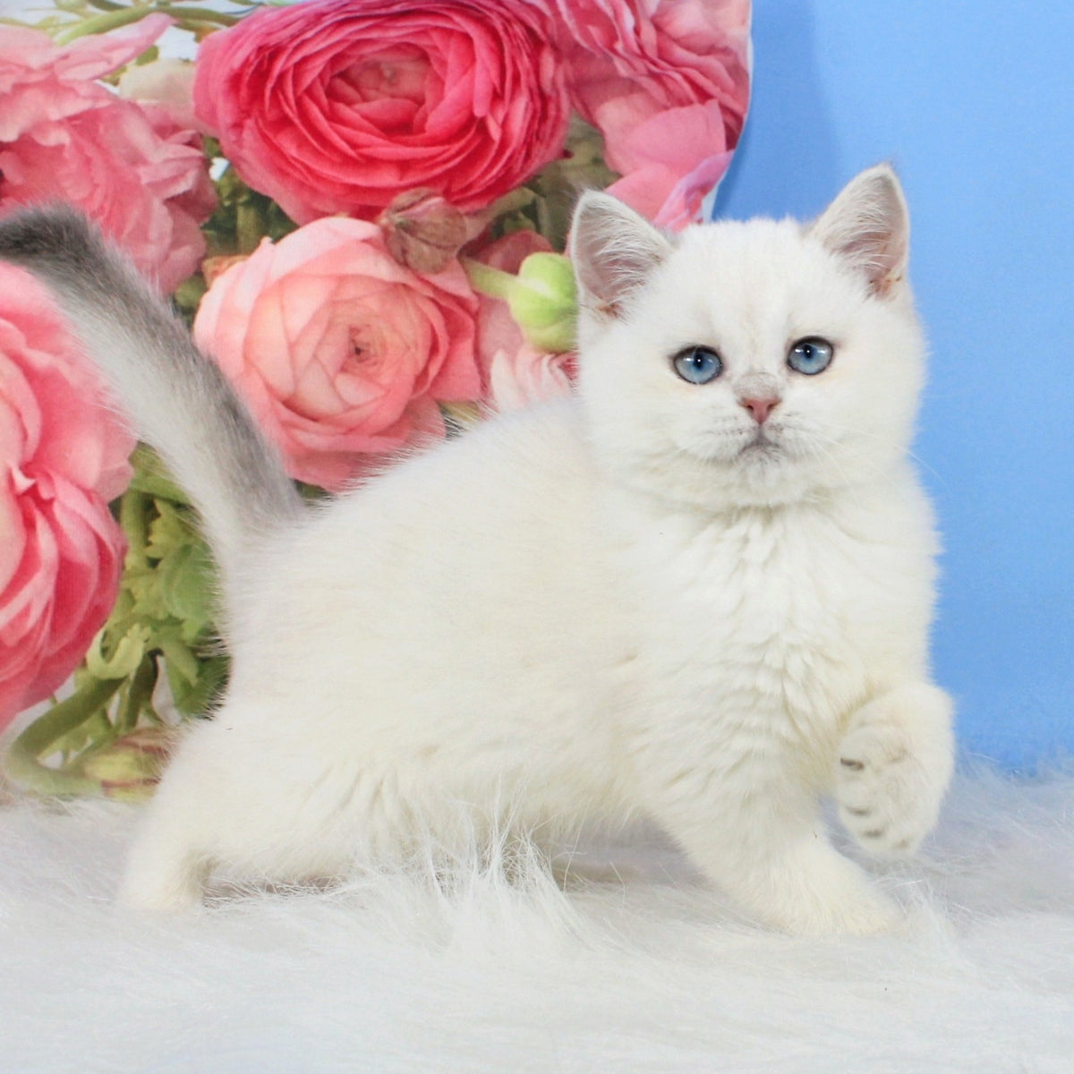 Tiffany British Shorthair female, blue golden shaded pointed