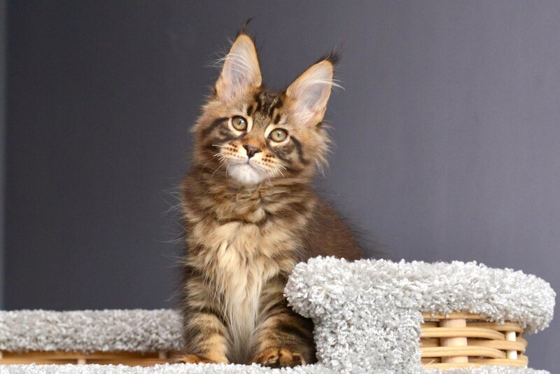 Whitewood Maine Coon male black tabby - live animals