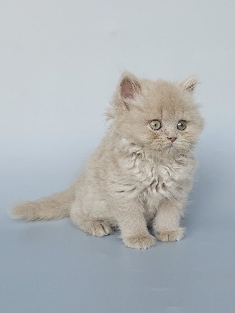 Angel British Longhair male, fawn