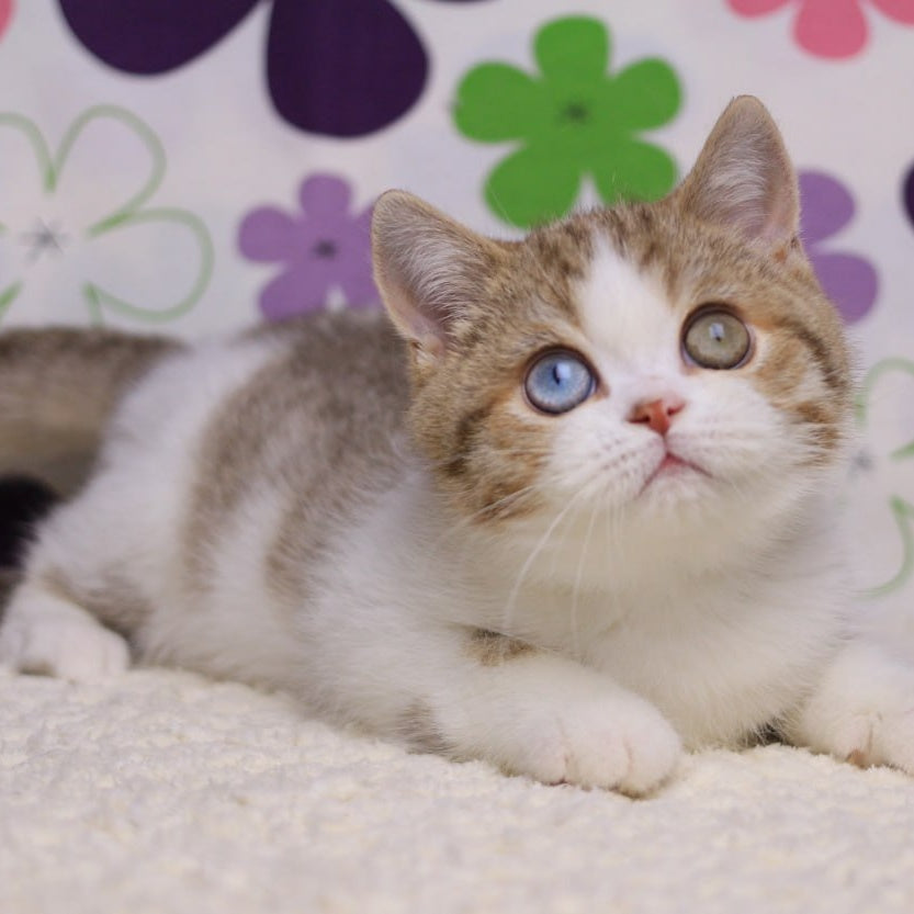 Cosmic British Shorthair male, chocolate spotted tabby bicolour