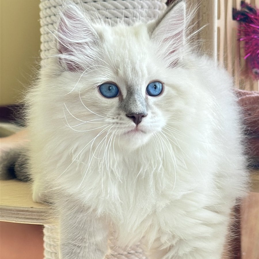 Zefir Siberian male, blue tabby pointed bicolour