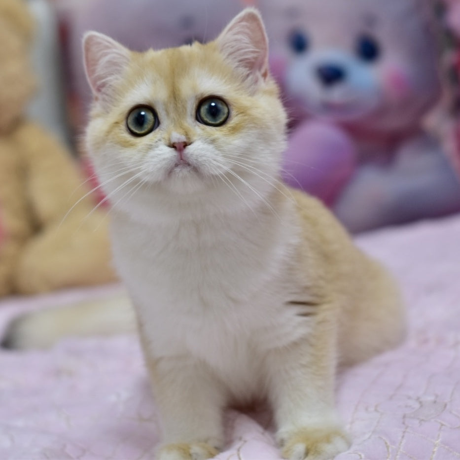 Chloe British Shorthair female, black golden chinchilla with white