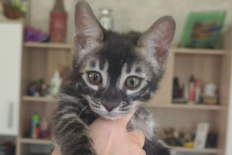 Dorian Bengal male, black spotted tabby