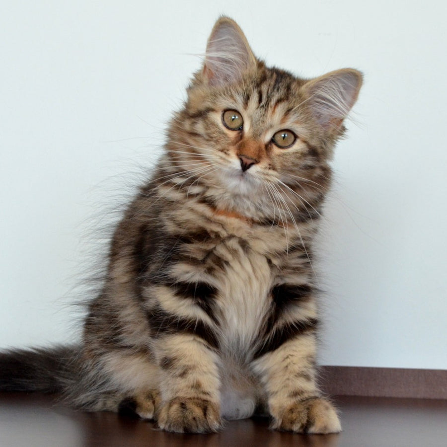 Tamina Siberian female, black tortie tabby
