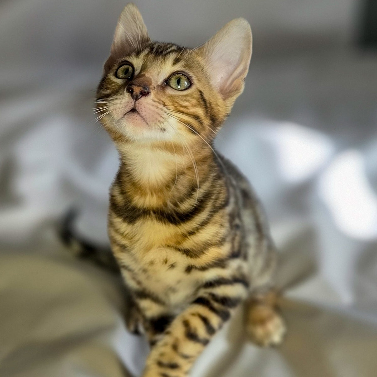 Mike Bengal male, black spotted tabby