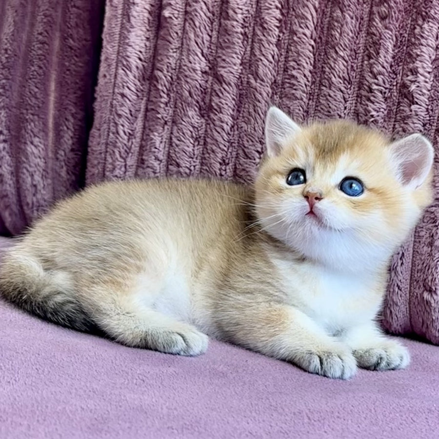 Infinity Star British Shorthair female, black golden shaded