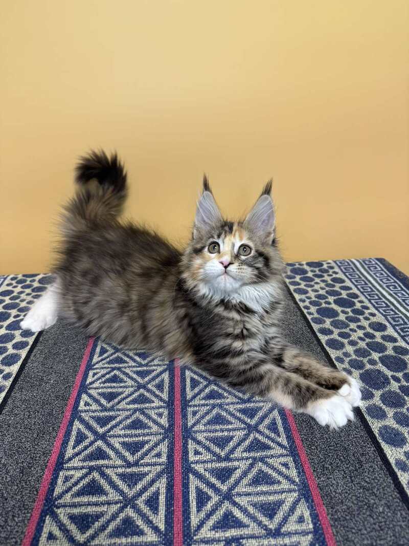 Indiana Maine Coon female black tortie tabby mitted live animals