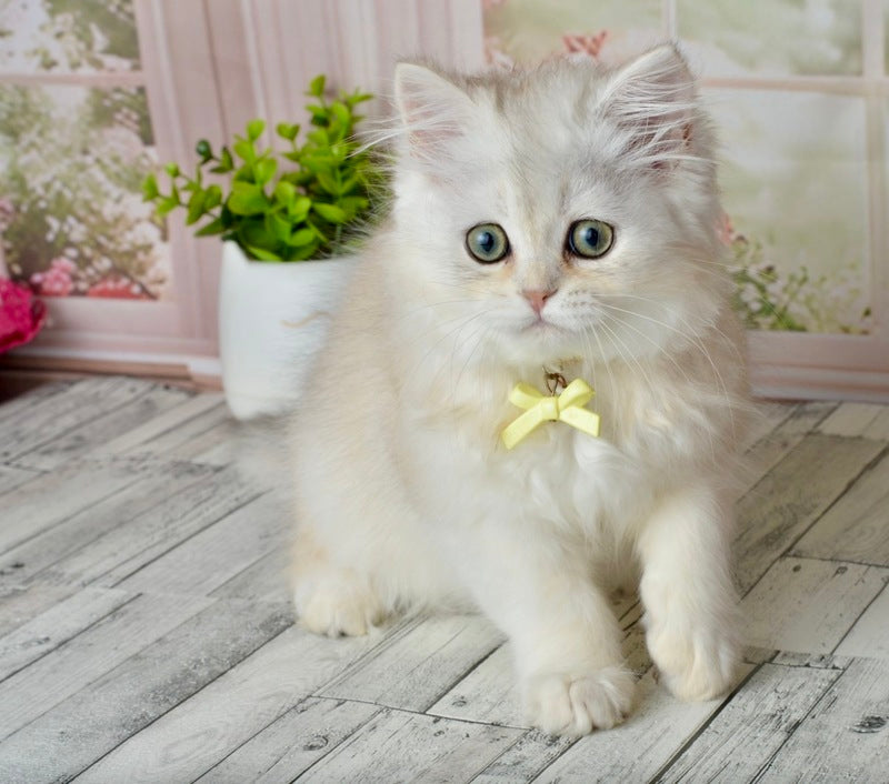 Ruby Scottish Straight female black silver shaded - live animals