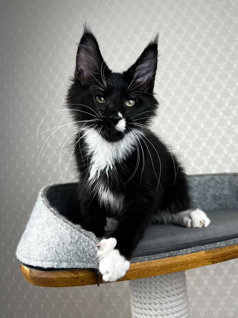 Oscar Maine Coon male, black bicolour