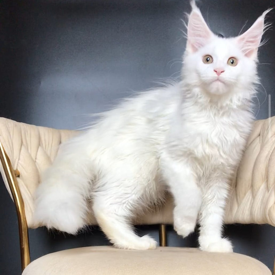 Xia Maine Coon female, white