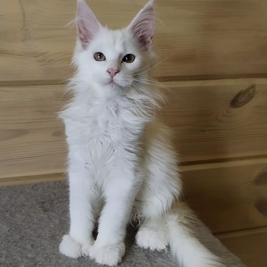 Yuki Maine Coon polydactyl 6x6x6x6 female, white