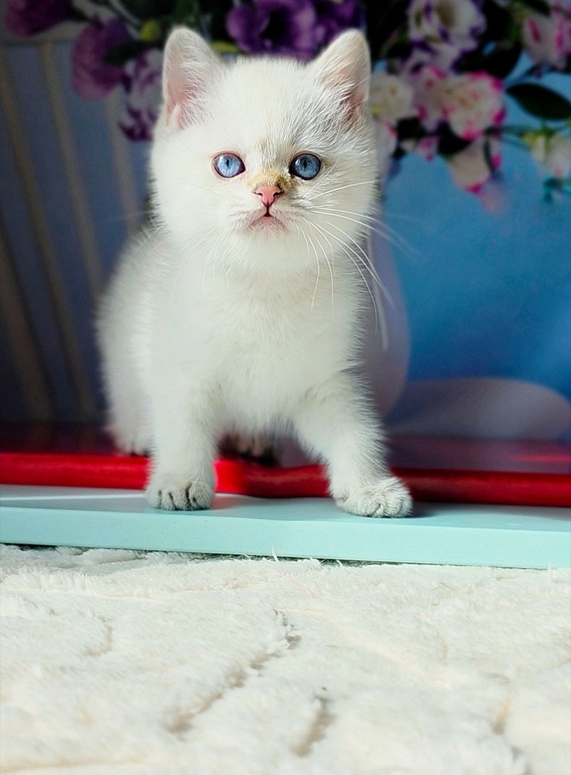 Diana British Shorthair female, black golden shaded pointed