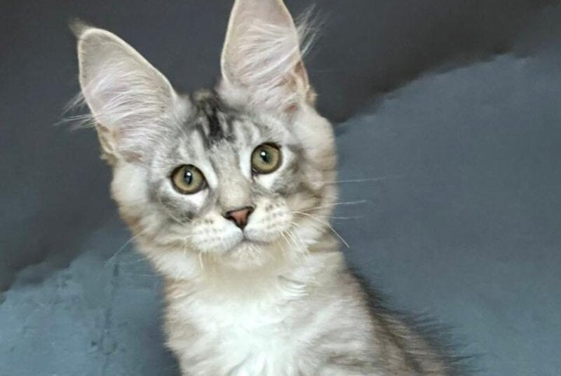 Russel Maine Coon male, black silver with white tabby