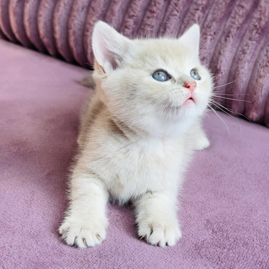 Jin British Shorthair male, blue golden spotted tabby