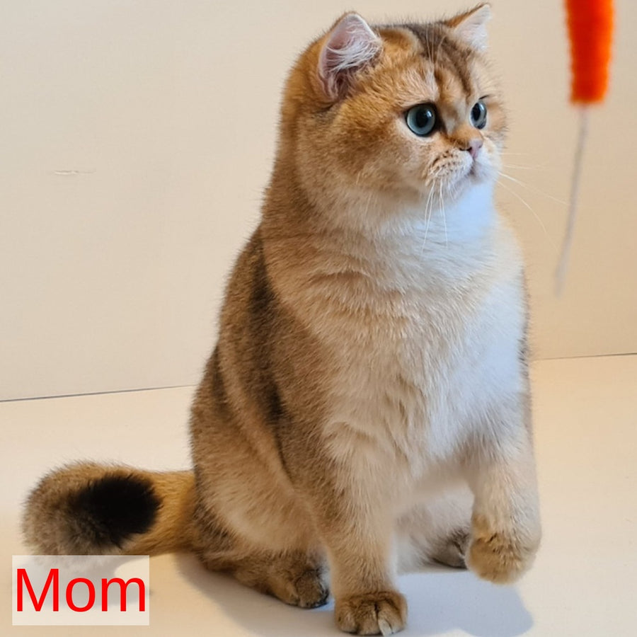 Major British Shorthair male, lilac golden chinchilla