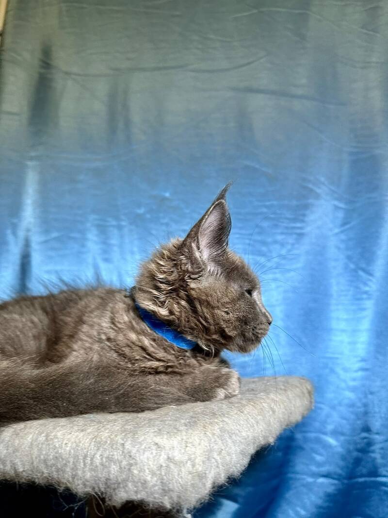 Marcus Maine Coon male, blue