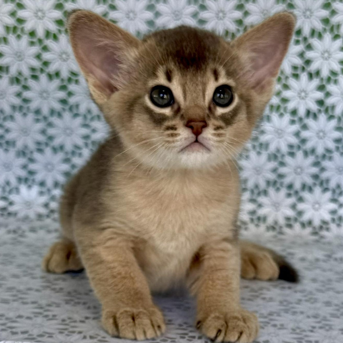 Hiron Abyssinian male, blue