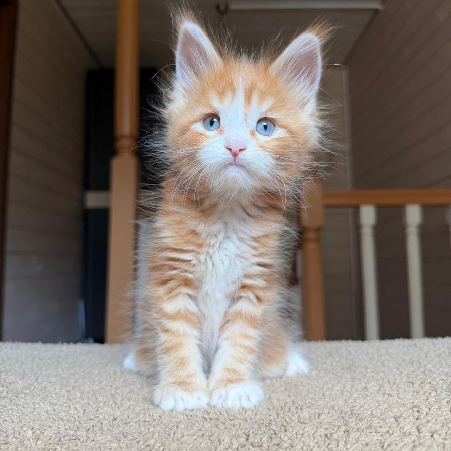 Aiden Maine Coon male, red tabby with white