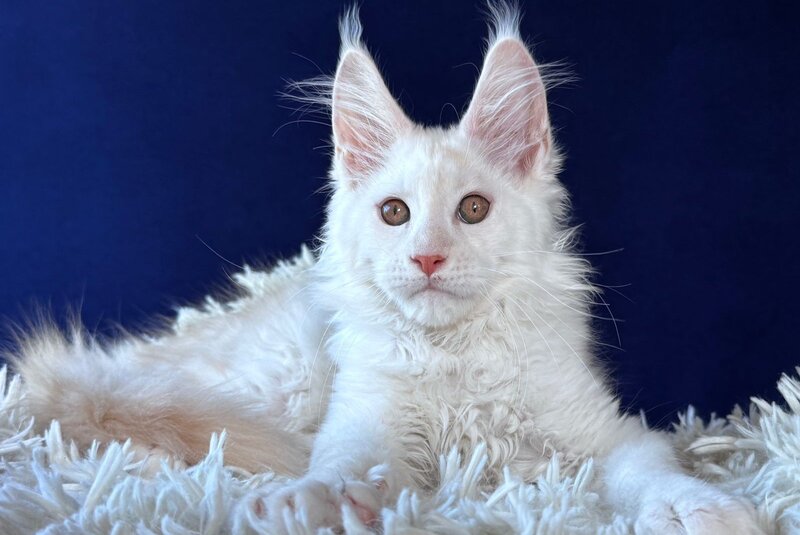 Baxter Maine Coon male, red silver