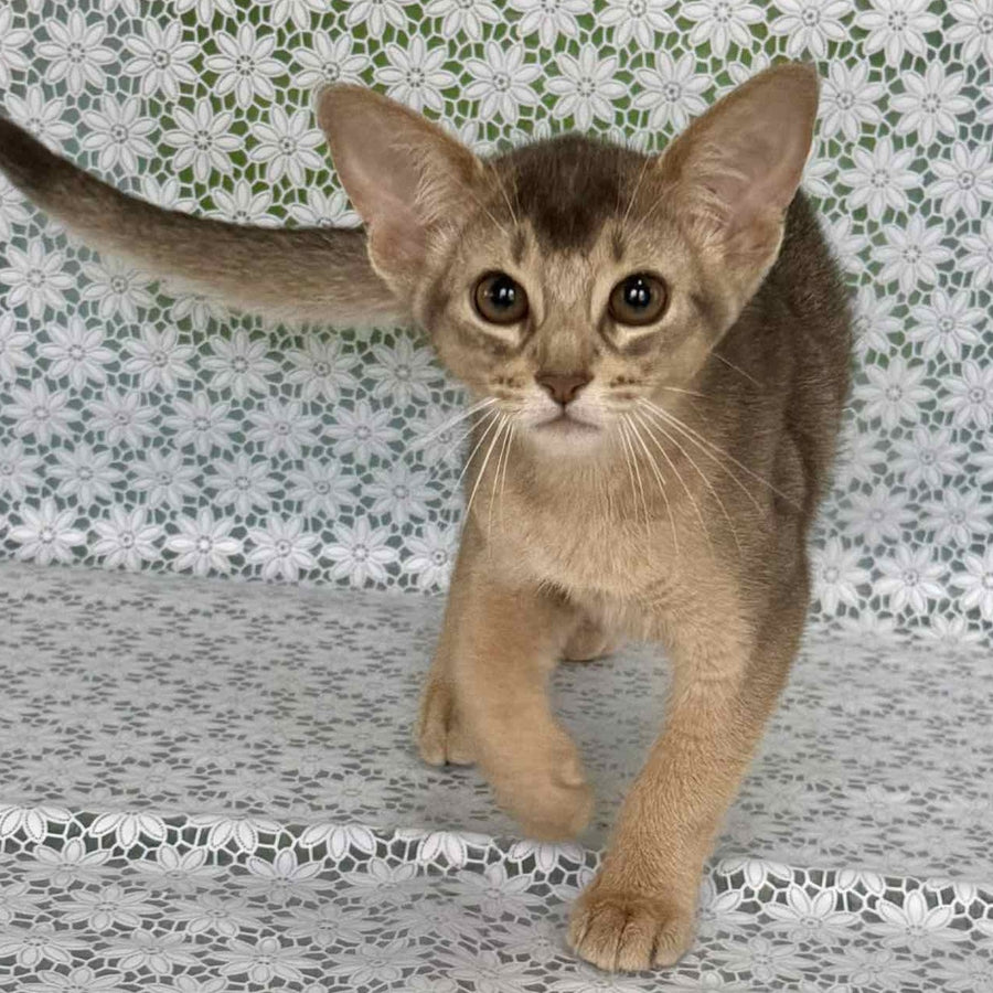 Fiesta Abyssinian female, blue