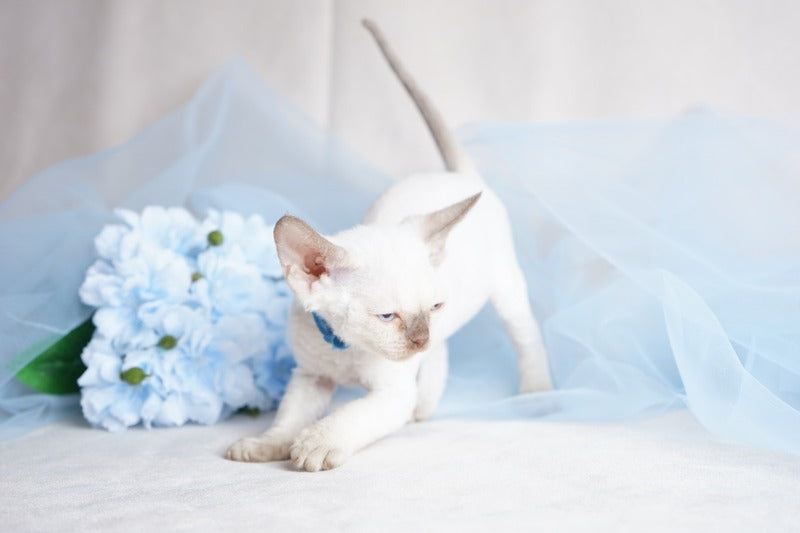 Oskar Devon Rex male, cinnamon pointed