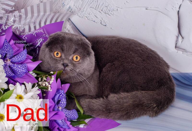 Terra Scottish Straight female blue - live animals